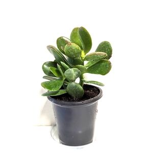 A Jade Plant in a four inch pot with plant food and care sheet.